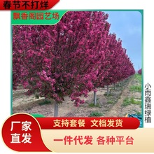 一件代发西府海棠花苗北美海棠树苗垂丝绚丽八棱海棠小苗庭院绿植