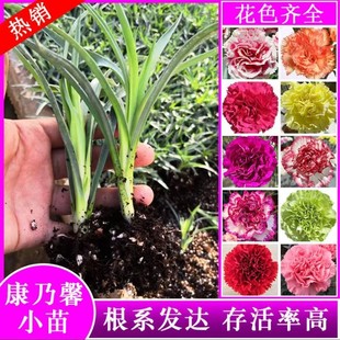 Yunnan Direct Delivery Carnation Flower Seedlings Bloom All Seasons Large Flower Balcony Potted Flowers Fresh Flower Seedlings Mother's Day Gift