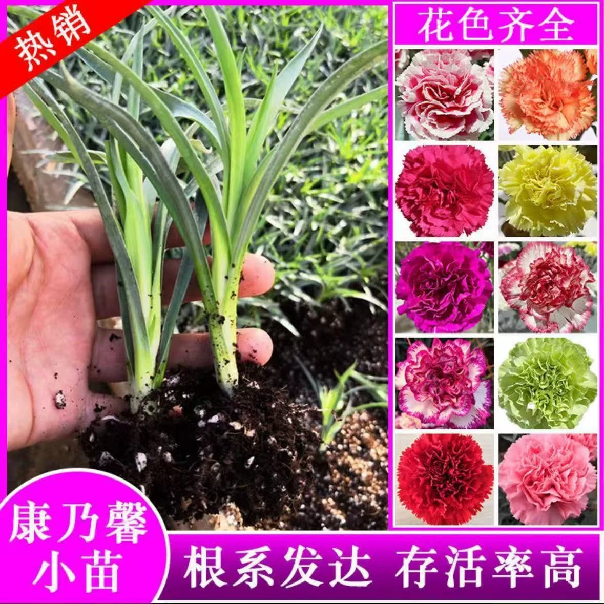 Юньнань, прямая доставка, рассада цветов гвоздики, цветение в любое время года, большие цветы, цветы в горшках для балкона, свежие цветочные рассады, подарок на День матери