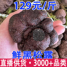 新鲜黑松露2025云南新鲜食用菌猪拱菌原产成熟块菌煲汤食材