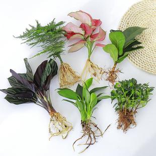 Hydroponic Plants, Green Plants, Indoor Water-Cultured White Palm Flower Pots, Caladium Pothos, Office Four-Season Aquatic Rich Bamboo