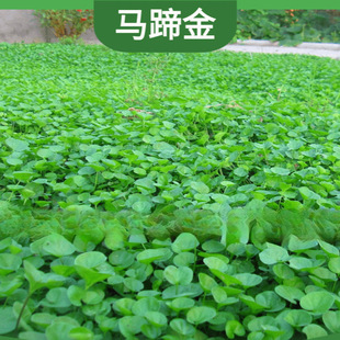 Horseshoe Gold Seeds, Grass Seeds, Lawn Seeds, Copper Money Grass Seeds, Easy to Grow Small Money Grass, Evergreen and High Temperature Resistant Greening