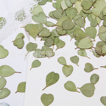 �ȼ����~���~��ֲ��˱� �׃��ֹ�diy ֲ��̌W���z��ˇƷѺ����