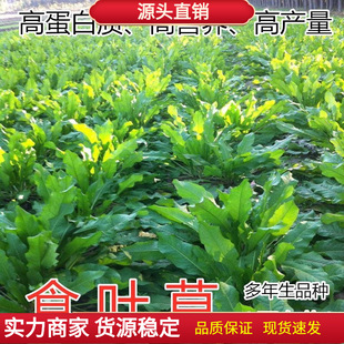 Leaf-Eating Grass Seeds, High-Yielding and Cold-Resistant Pasture Seeds, Imported High-Quality Grass Seeds, Cattle, Sheep, Pigs, Chickens, Ducks, Geese, Fish, Edible Grass