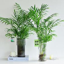 ����Ҭ��ˮ��Gֲ�r�������ĺ��L���s�Ӽ��b������Գ��G