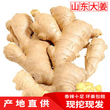 山东生姜新鲜老姜现挖小黄姜沙姜10斤月子姜嫩姜块蔬菜包邮鲜姜