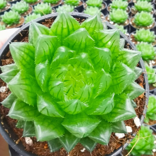 ¿͏dBÙˮ¶ֲyʮGֲ