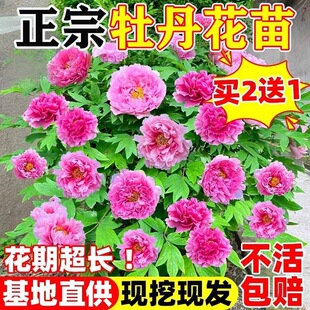 ĵ�����������Դ���������ڎ�����ĵ�����N�ļ��ذ껨��ĵ������