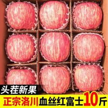 【洛川苹果】脆甜现摘特级陕西洛川红富士苹果水果批发一整箱批发