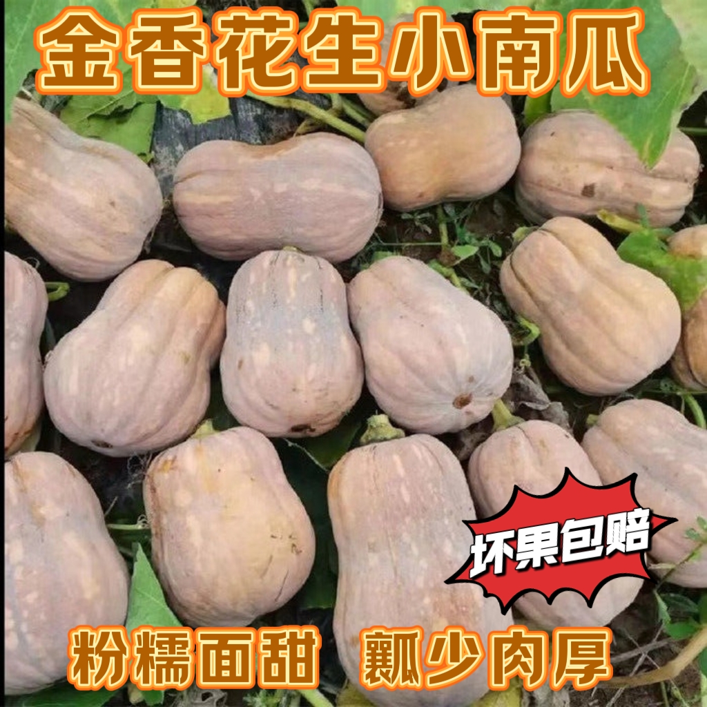 金香小南瓜花生南瓜软糯香甜板栗味泰妃南瓜宝宝辅食农家自种