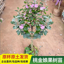 山捻子桃金娘盆栽稔子树木观叶观花植物盆景易种植成庭院室内代发