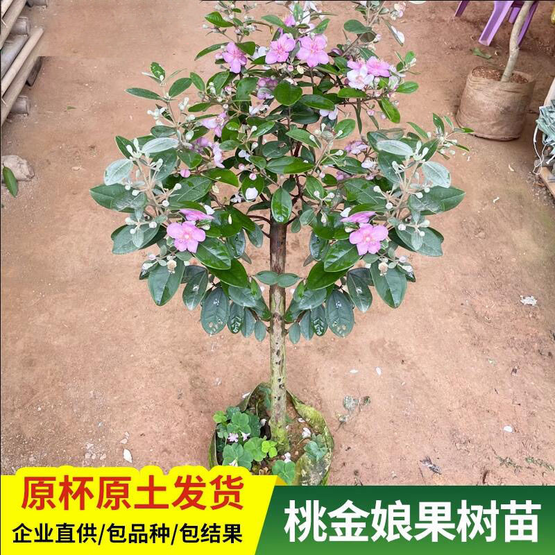 山捻子桃金娘盆栽稔子树木观叶观花植物盆景易种植成庭院室内代发
