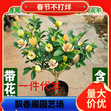 һ�����l��Ц�����Ԙ��玧�����҃��̨�������㽶��ͥԺ�ļ�����