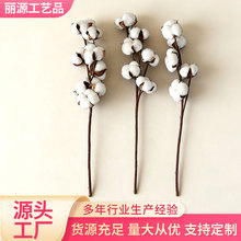 棉花带壳带杆摆件仿真棉花干花假花装饰场景用品摄影道具棉花花束