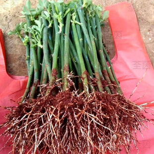 ���ֱ�l�o���Nޱ���������¼��ļ��_���ٱ������̨���Դ��׻�