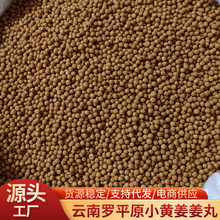 云南罗平小黄姜姜丸 蒸汽烘干散装姜丸味道浓郁小黄姜脱水姜粉丸