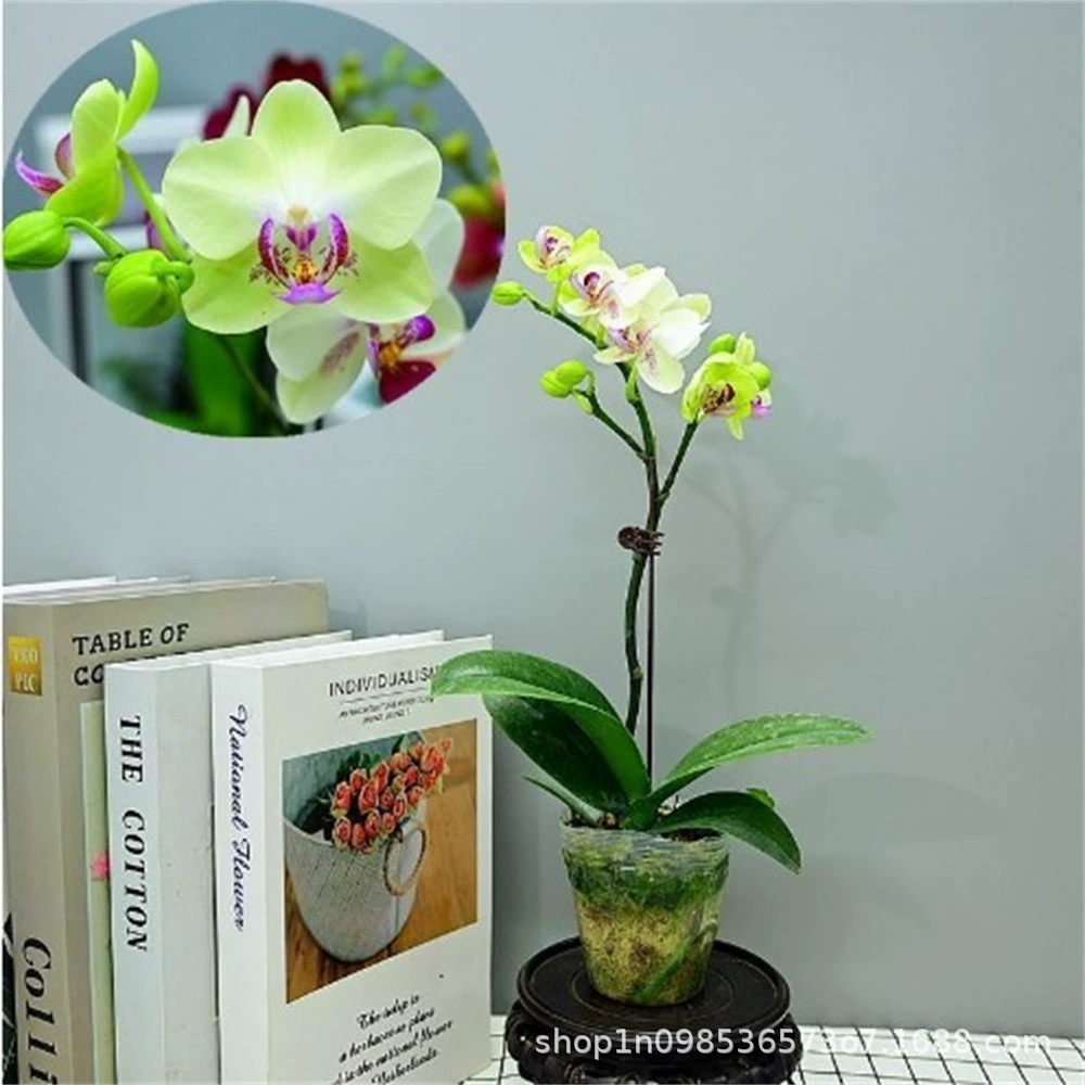 Прямая продажа комнатных растений зеленый медведь фаленопсис Цветочная рассада большая рассада мелкие рассады фаленопсис горшечные зеленые растения Цветочные саженцы