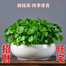 铜钱草招财水培植物办公室桌面盆栽金钱草花卉室内水养绿植吸甲醛