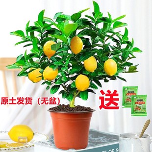 Perfume Lemon Saplings, Fruit Pots, Edible Mosquito Repellent, Strong Fragrance, Easy to Maintain, Balcony Four-Season Florals, Indoor Green Plants
