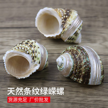 寄居蟹替换壳天然小海螺贝壳绿嵘螺条纹嵘螺鱼缸造景装饰摆件批发