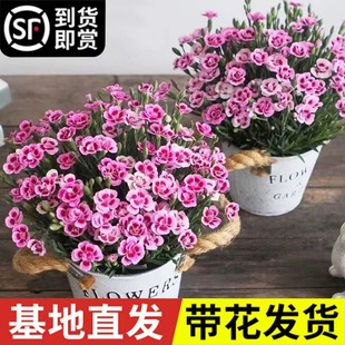 �Wʯ�����Ԏ��踻�F�񎧸�ˮ�B�Gֲ���莧�����ȩ�G�}�������ȩ