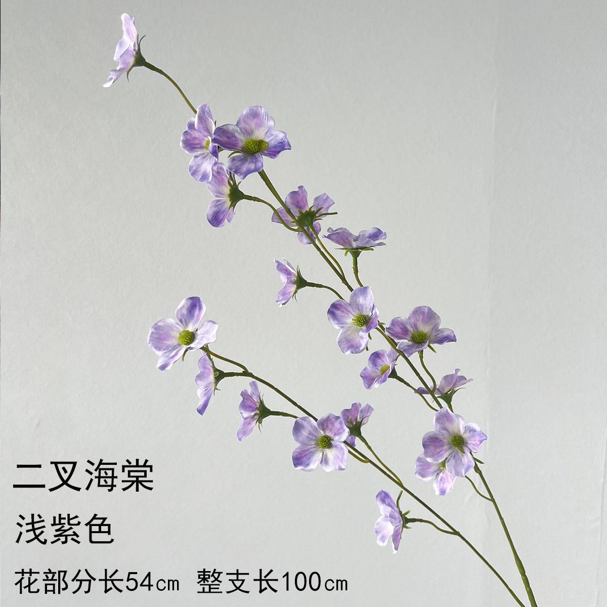두 갈래의 베고니아-연한 보라색