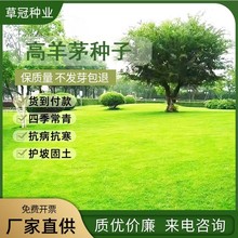 高羊茅草籽耐寒耐旱草坪种子四季常青耐踩踏庭院绿化护坡黑麦草子