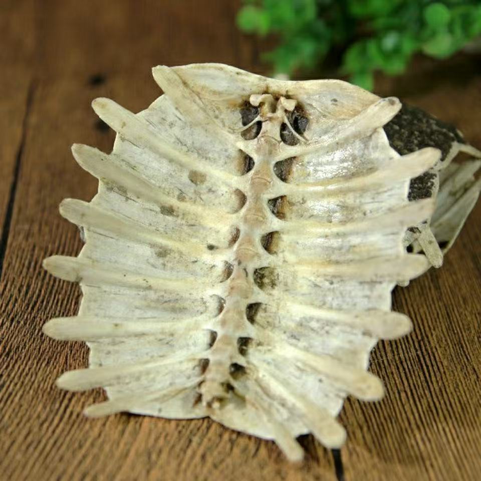 Bie Jia (Trionyx sinensis) Dried Turtle Shell Pieces — Traditional Chinese Herb, 500g preparation