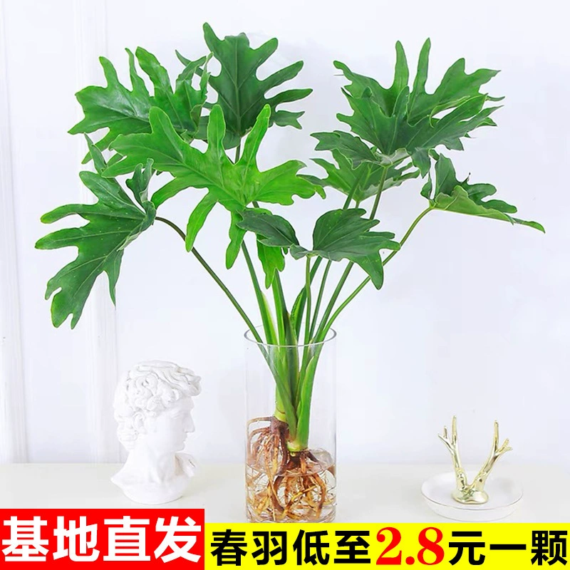 Гидропонные растения весенние перья в горшках в офисе