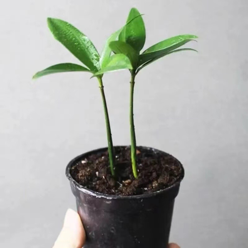 ミニ竹とモミの盆栽、小さな鉢植えの蚊よけ植物、屋内花、オフィスのデスクトップ、オールシーズン緑の植物を育てやすい|undefined