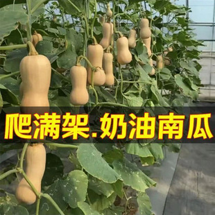 �����ϹϷN�Ӵ����＾�ļ������۱���Ŵ�߲˼t�������r�ϹϷN