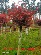 三季紅楓樹苗日本三季紅紅舞姬紅楓盆栽地栽品種齊全