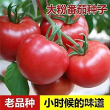 【老品种番茄种子】老沙瓤番茄种子大粉毛粉番茄种子四季蔬菜种孑