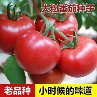 ����Ʒ�N���ѷN�ӡ���ɳȿ���ѷN�Ӵ��ë�۷��ѷN���ļ��߲˷N��