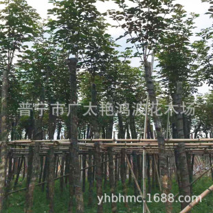 �V�|�Ռ�ȫ���S���L�ľ�Ռ���ľ�Ǽ��S���L�ľ�ϻ��L�ľ��ľ��
