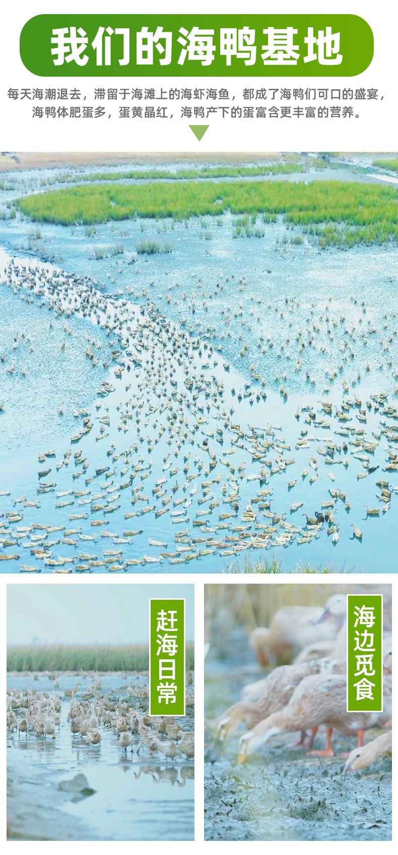 海鸭蛋详情绿_03.jpg
