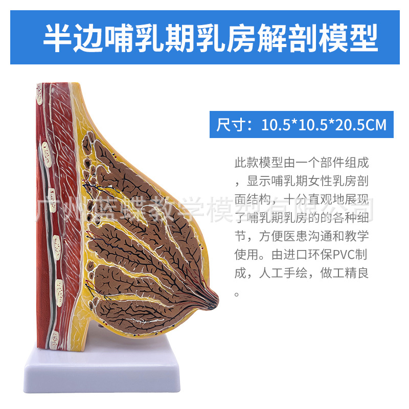 ��ѧ���沸����Ů���鷿����ģ�;�ֹ���ز��ṹģ�߲�����������