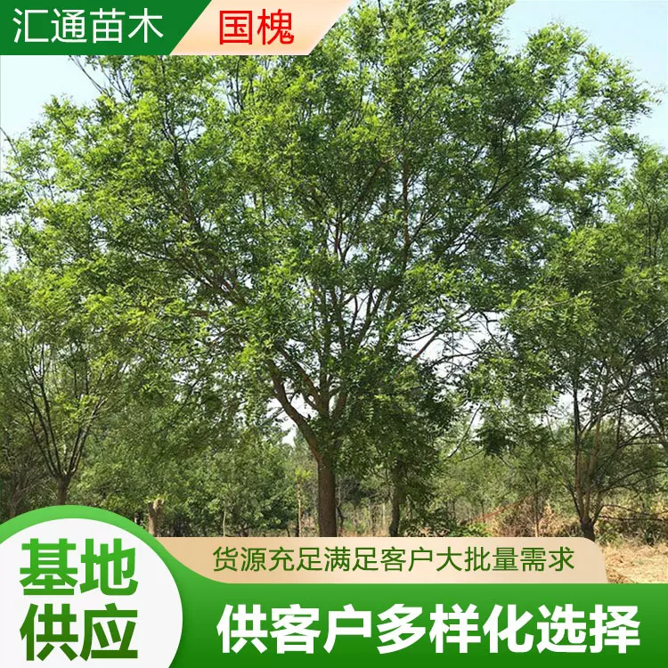 厂家供应国槐树 街道观赏行道风景树园林绿化乔木丛生国槐树