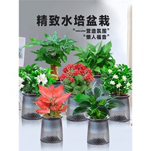 �G�}�lؔ����������㻨������ֲ���҃ȱ��ɸ��F��ˮ��ֲ����B��