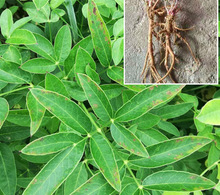 500�˸����ɽ�����Ѭ����uצ����ǰ�������ɽ����Ų���ȫ��