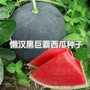 �Нh�ھް����ϷN�Ӻ�Ƥ�t���L�E�A���������ϷN�ӑНh�ڰ����ش�