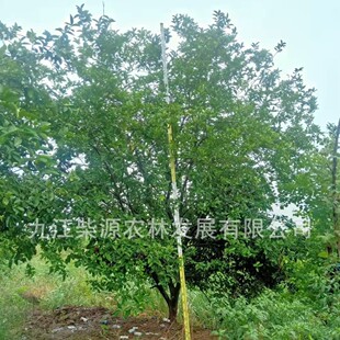 ���l�����㙴3���㙴�����г������� 4���㙴5���㙴2.5������