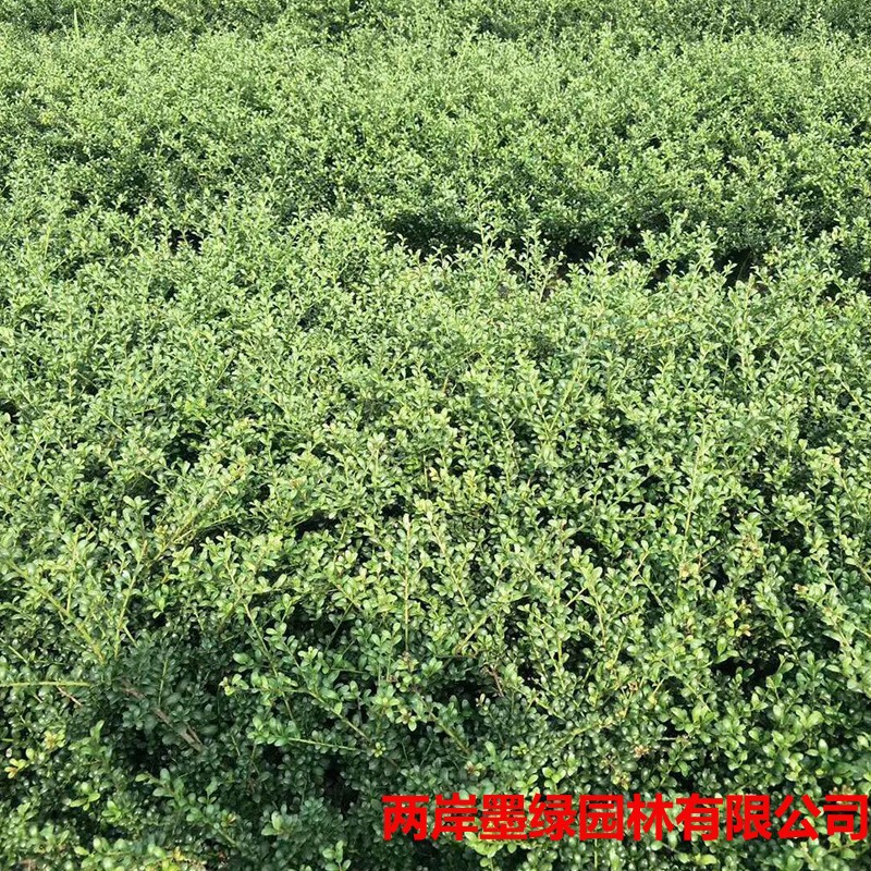 批发色块绿化龟甲冬青_主图03