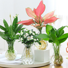 发财树办公室内绿植花卉好养小盆栽绿萝土水培去四季常青多肉植物