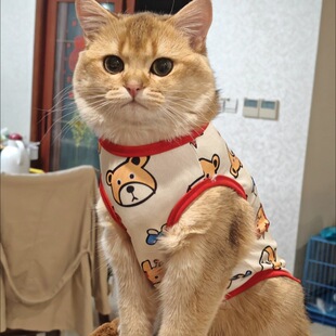 Cat Clothes Anti-Shedding Kitten Cat Clothes Summer Clothes Funny Pattern Milk Cat Kitten Pet Thin Pet Vest