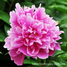 ��ș���N���ļ��Nֲ�_���׻��҃���ͥԺ������ș���K�ذ��ɫ��