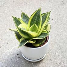 ����ɻ��m��Ƥ�mС�����k���Ҽ�ͥ�҃�����С�Gֲ�ļ���������