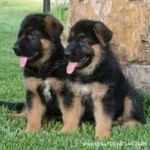 德国牧羊犬活泼聪明平背德牧看家护院双血统纯种幼犬活体中型犬