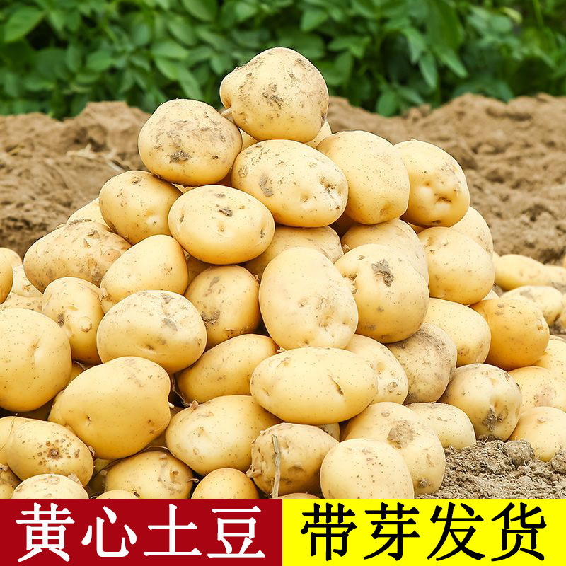 Local High-Yielding Yellow-Skinned Yellow-Heart Potato Seeds Original Potato Seeds with Buds Red-Skinned Sweet Potato Old Variety Seeds