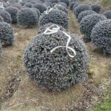 �t���^ľ�� ��ľ���� �@�־G�� �t����ľ�� ͥԺ�ͺ�ֲ��